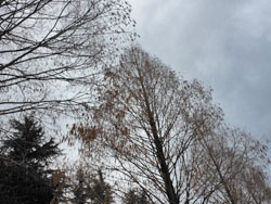 160224_metasequoia1.jpg