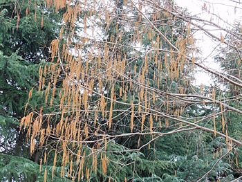 160224_metasequoia2.jpg