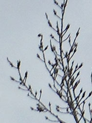 160224_poplar2.jpg