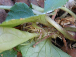160327_tatitubo_s2.jpg