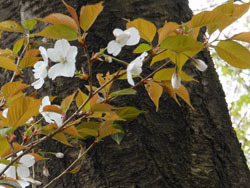 160427_sakura4.jpg