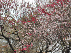 160429_hanamomo1.jpg