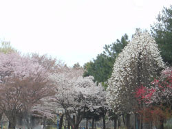 160429_park.jpg