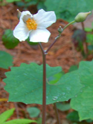 160429_sirayuki_g1.jpg