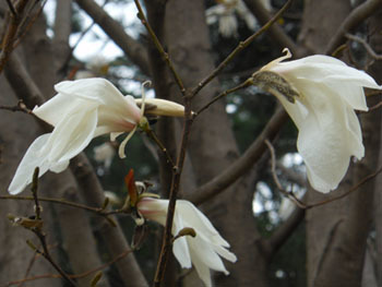 160429_tamusiba3.jpg