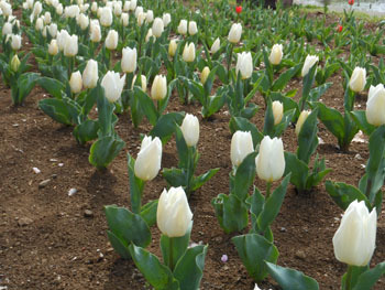 160429_tulip2.jpg