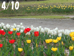 160508_tulip1.jpg