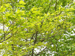160520_mukunoki1.jpg