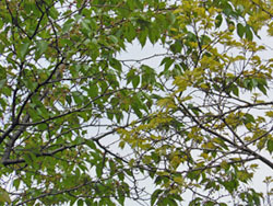160520_sakura_enoki1.jpg