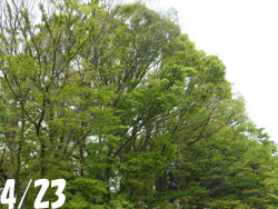 160520_zokibayasi1.jpg