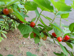 160726_yusura_u1.jpg
