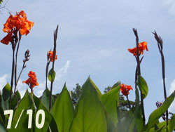 160824_canna1.jpg