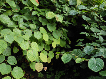 160827_tosa_m1.jpg