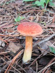161023_kinoko03.jpg