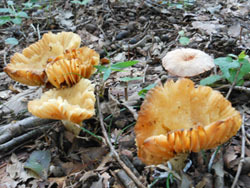 161023_kinoko13.jpg