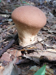 161023_kinoko17.jpg