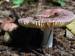 161023_kinoko21.jpg