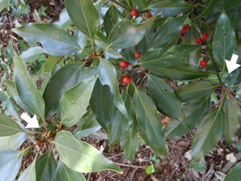 161121_sirodamo1.jpg