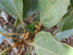 161121_sirodamo2.jpg