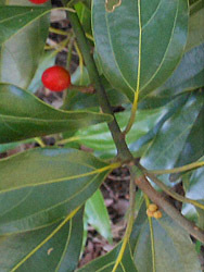 161121_sirodamo3.jpg