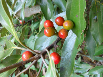 161121_sirodamo4.jpg