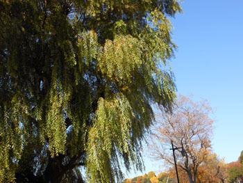 161223_ueno03.jpg