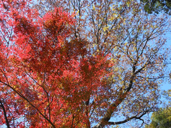 161223_ueno08.jpg
