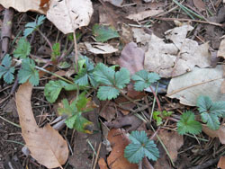 170320_h_itigo.jpg