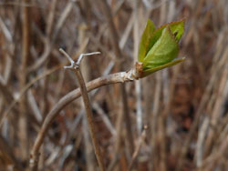 170320_s_ajisai.jpg