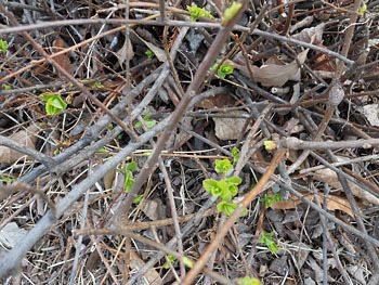 170320_simotuke1.jpg