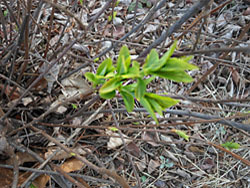 170320_simotuke2.jpg