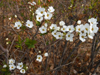 170320_y_yanagi1.jpg