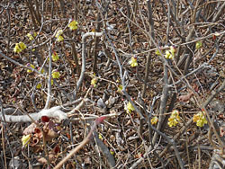 170321_tosa_m2.jpg