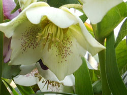 170323_helleborus4.jpg