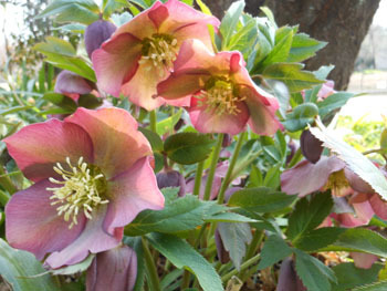 170323_helleborus6.jpg