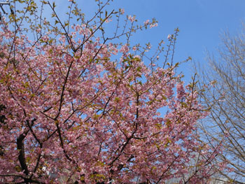 170330_kawadu_z.jpg