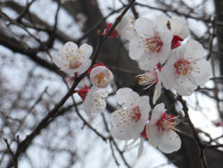170419_anzu1.jpg