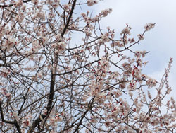 170419_anzu2.jpg