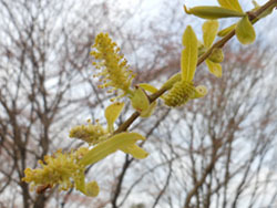 170419_s_yanagi.jpg