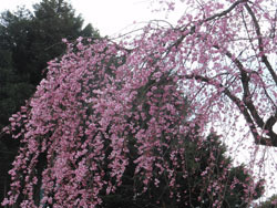 170419_sidare_z1.jpg