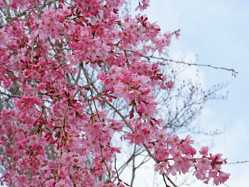 170419_sidare_z3.jpg