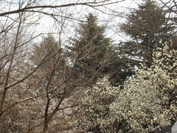 170420_h_mokuren1.jpg