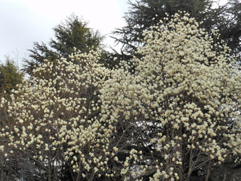 170420_h_mokuren2.jpg