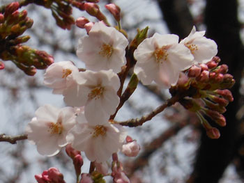 170420_sakura1.jpg