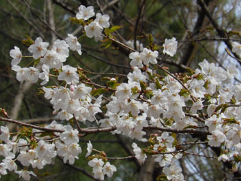 170420_sakura3.jpg