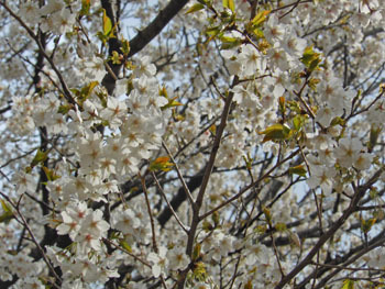 170420_sakura4.jpg