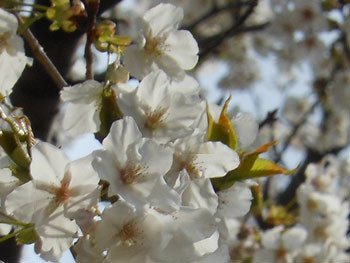 170420_sakura5.jpg