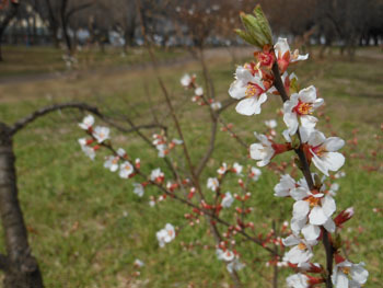 170420_yusura_u1.jpg