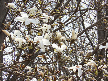 170423_tamusiba2.jpg