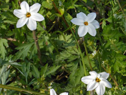 170428_hananira.jpg